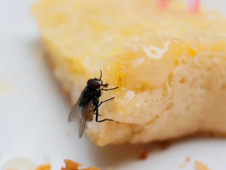 10 soluciones para deshacerse de las moscas