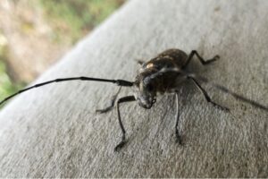 ¿Cómo deshacerse de los escarabajos asiáticos?