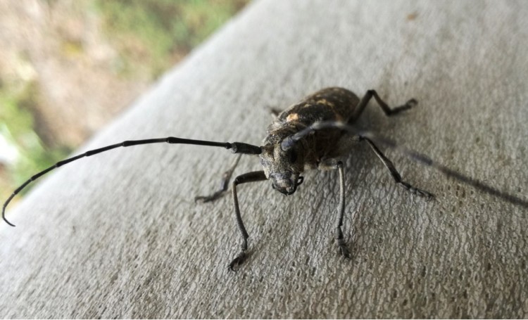 Cómo deshacerse de los escarabajos asiáticos