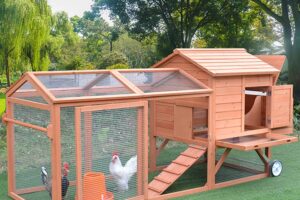 Criar gallinas ponedoras en el jardín de casa