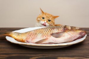 ¿Qué alimentos son venenosos y peligrosos para los gatos?