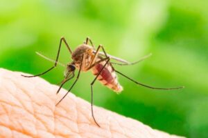 11 remedios caseros efectivos contra los mosquitos