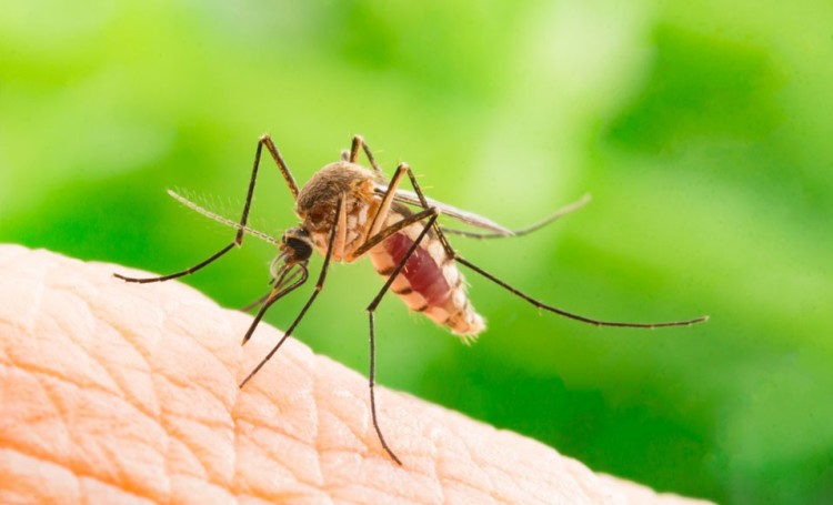 11 Remedios Caseros Efectivos Contra Los Mosquitos Comparativas De Bricolaje 0312