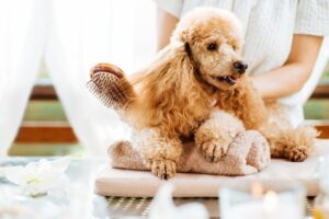 3 pasos para desenredar suavemente el pelo de tu gato o perro