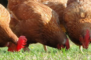 5 beneficios de tener gallinas en tu jardín