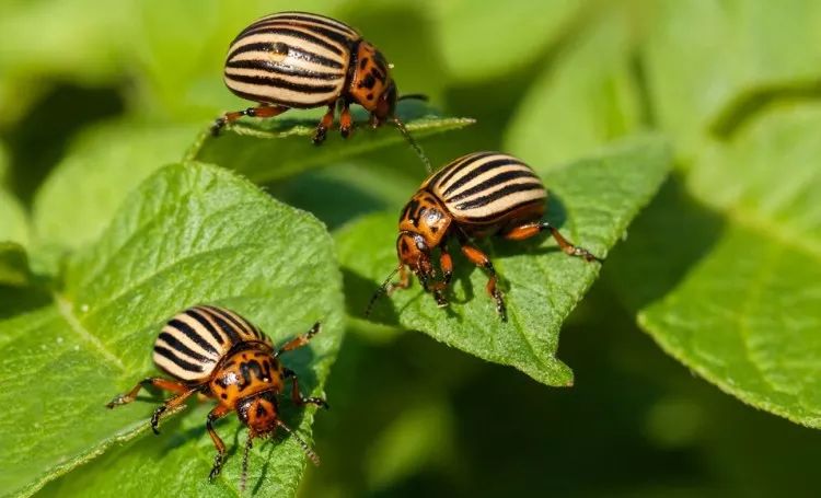 5 consejos para combatir los escarabajos en el jardín