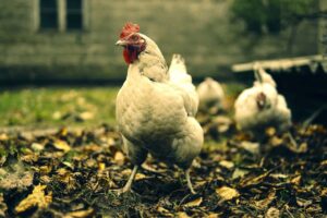 7 buenas razones para tener gallinas en tu jardín