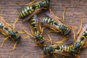 7 consejos prácticos para deshacerse de las avispas