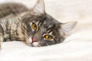 8 enfermedades de los gatos que pueden ser contagiosas para los humanos