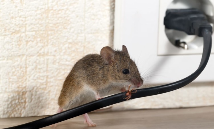 Cómo mantener permanentemente a los ratones alejados de la casa