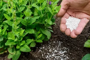 Alimentar plantas: ¿cuál es el mejor fertilizante para usar?