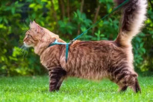 Collar y arnés para gatos: cómo elegir