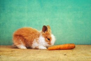Comida para conejos: lo que necesitas saber