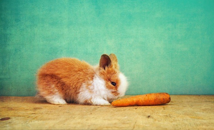 Comida para conejos: lo que necesitas saber