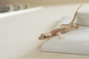 ¿Cómo alejar a los geckos de tu casa?