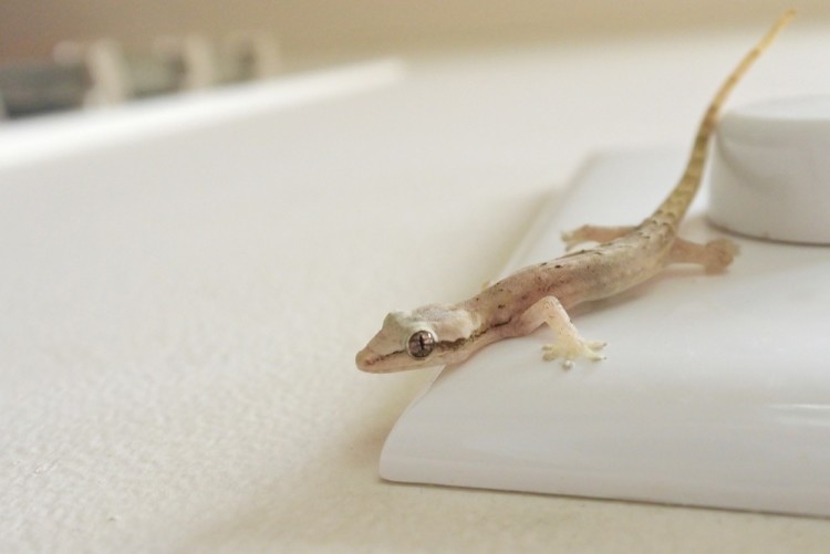 Cómo alejar a los geckos de tu casa