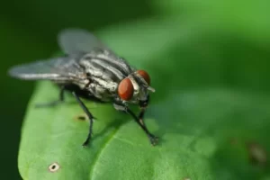 ¿Cómo alejar las moscas de la casa?