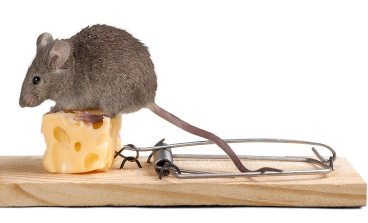 Cómo atrapar un ratón en una casa