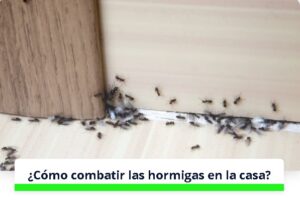 ¿Cómo combatir las hormigas en la casa?