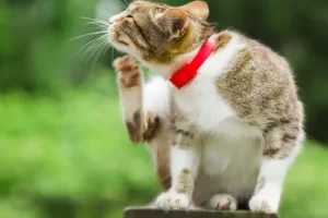 ¿Cómo elegir antipulgas y antiparasitarios para gatos?