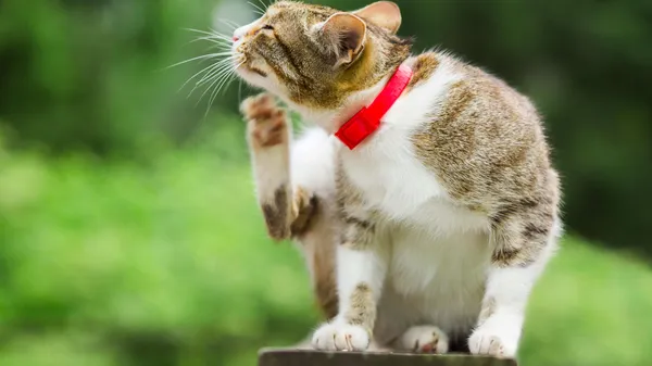 Cómo elegir antipulgas y antiparasitarios para gatos