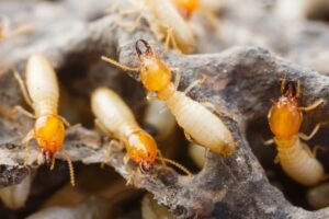 ¿Cómo eliminar las termitas de la casa?