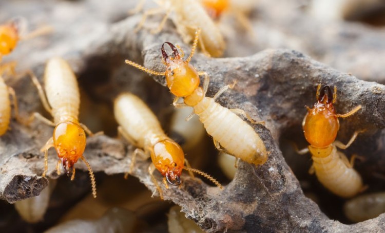 Cómo eliminar las termitas de la casa