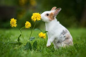 ¿Cómo evitar que los conejos invadan el jardín?