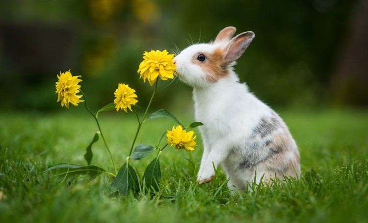 Cómo evitar que los conejos invadan el jardín
