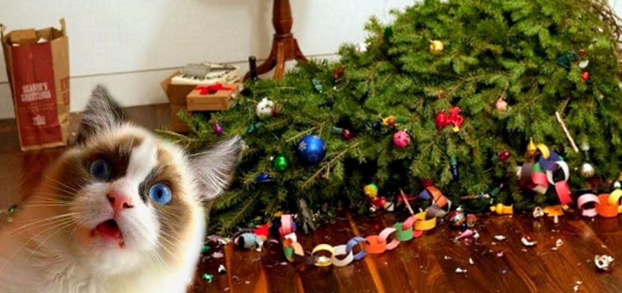 Cómo evitar que tu gato dañe el árbol de Navidad