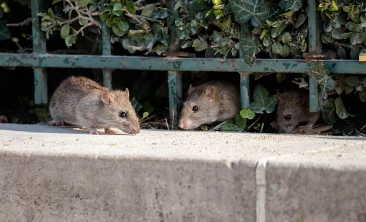 Cómo mantener a las ratas alejadas de tu casa