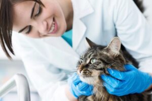 ¿Cómo preparo para la visita de mi gato al veterinario?