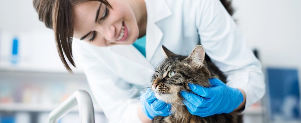 Cómo preparo para la visita de mi gato al veterinario