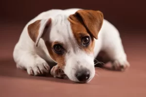 Algunas señales de sufrimiento en perros a saber