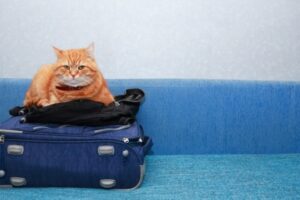 ¿Cómo viajar con tu gato?