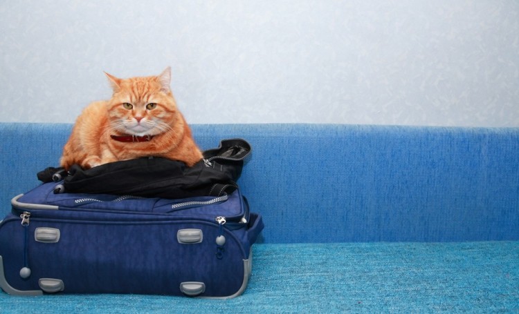 Cómo viajar con tu gato