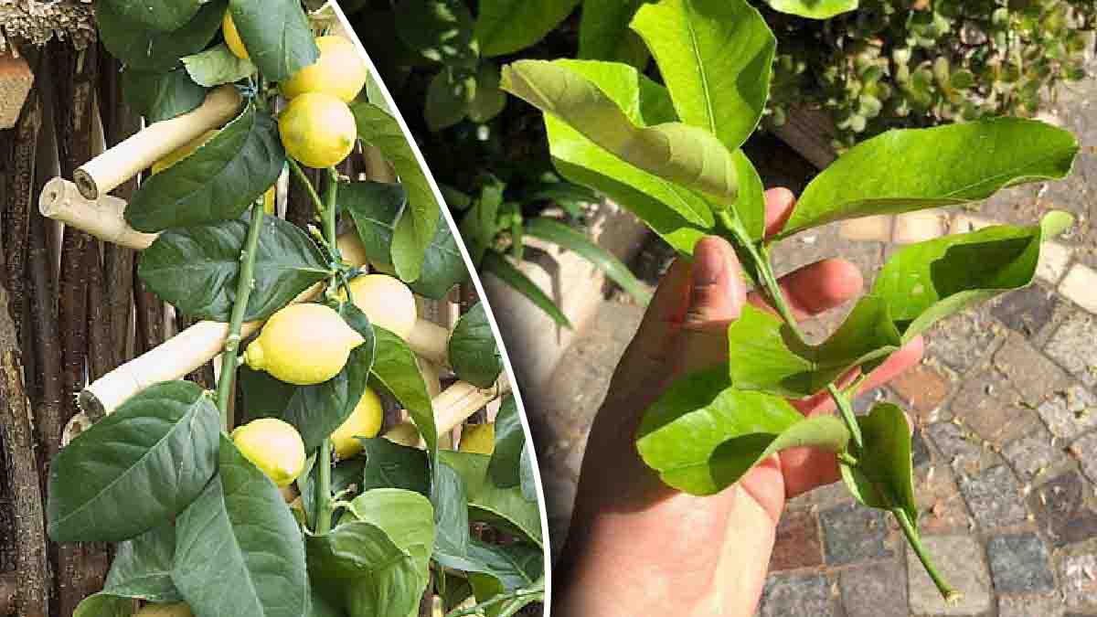 ¿Conoces el truco de los expertos para multiplicar el limón por una hoja?