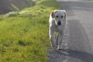 Consejos para encontrar a su perro perdido o extraviado