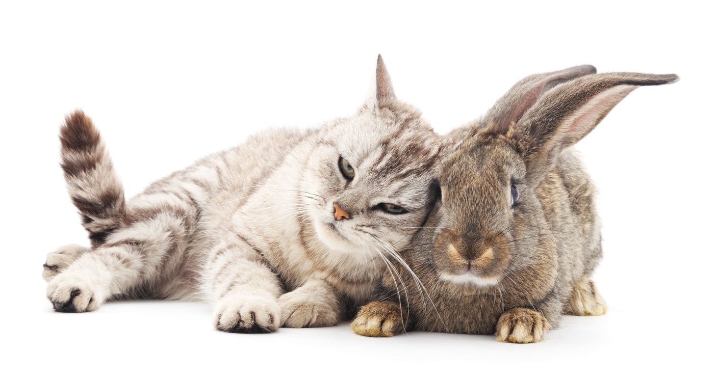 Consejos para gestionar la convivencia entre un gato y un conejo