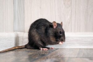 ¿Cuál es el costo de una empresa control de plagas para ratas?