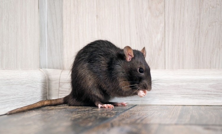 Cuál es el costo de una empresa control de plagas para ratas