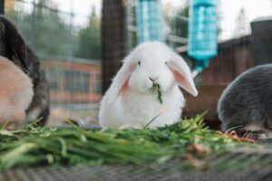 ¿Cuáles son los alimentos que no se deben dar a un conejo?