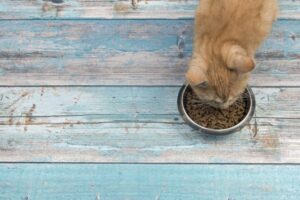 ¿Cuándo y cómo alimentar a tu gato?