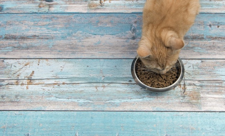 Cuándo y cómo alimentar a tu gato