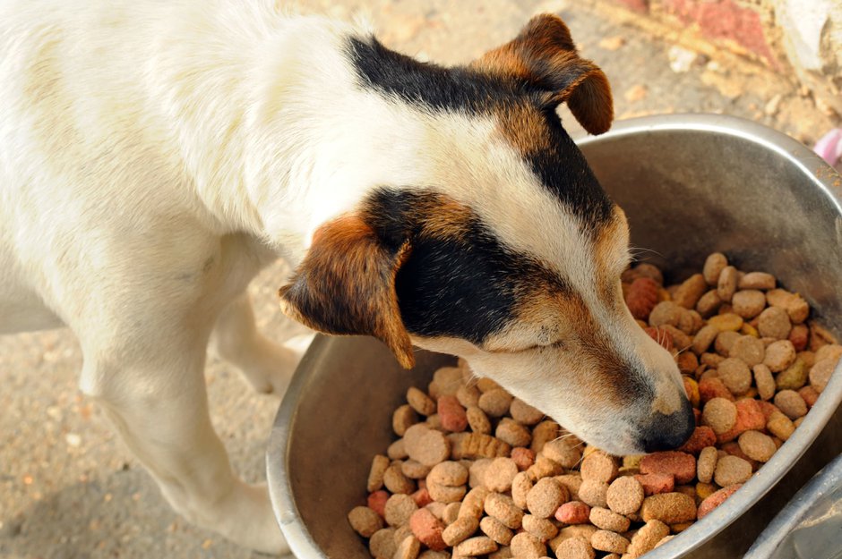 ¿Cuándo y cómo alimentar a tu perro?