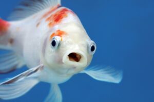 6 consejos para entretener a tus peces en un acuario