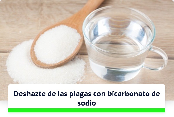 Deshazte de las plagas con bicarbonato de sodio