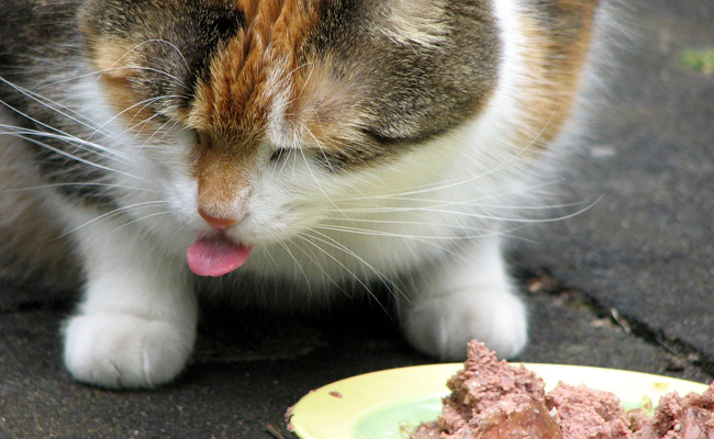 Las 7 reglas de oro para alimentar bien a tu gato