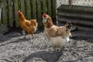 Las ventajas de tener una gallina en tu jardín