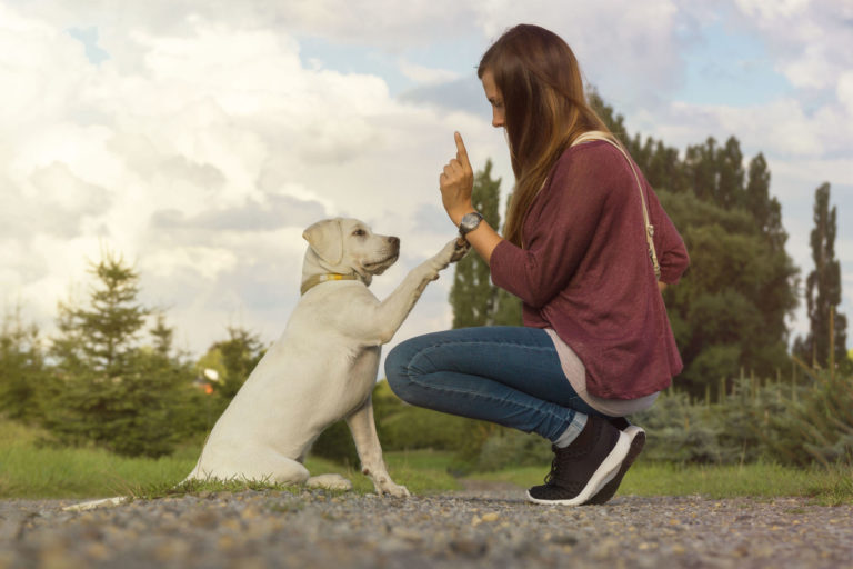Los 5 mejores consejos para entrenar a tu perro